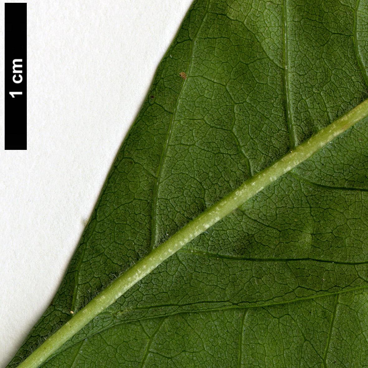 High resolution image: Family: Oleaceae - Genus: Fraxinus - Taxon: velutina - SpeciesSub: var. glabra High resolution image: Family: Oleaceae - Genus: Fraxinus - Taxon: velutina - SpeciesSub: var. glabra